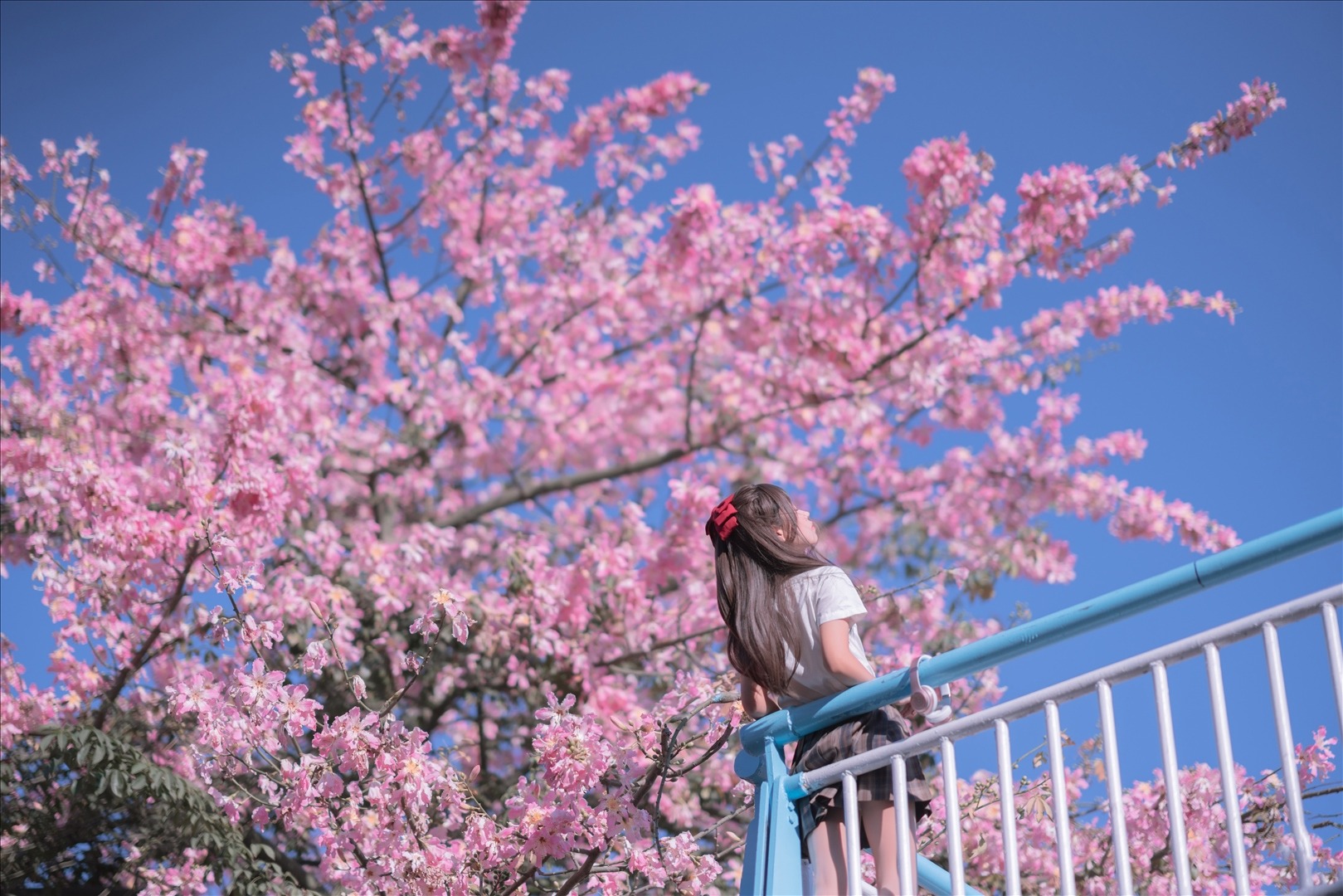 萌芽儿---异木棉花-27P-225MB-20231013d-10-13